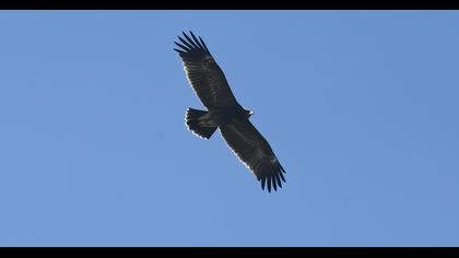 Lesser Spotted Eagle