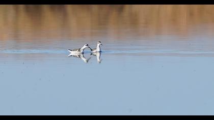Red-necked Phalarope