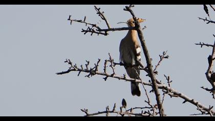 Eurasian Hoopoe