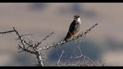 Eurasian Hobby