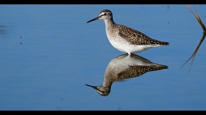 Wood Sandpiper