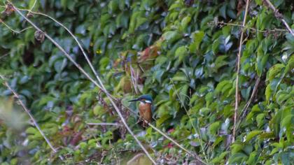 Common Kingfisher