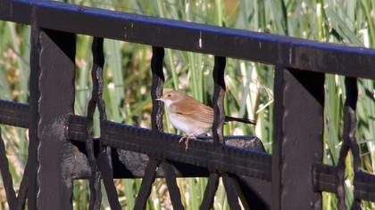 Common Whitethroat