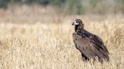 Cinereous Vulture