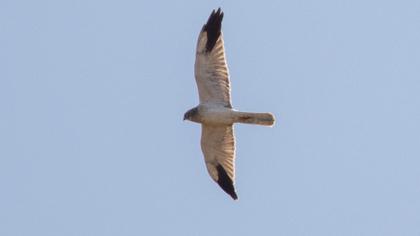 Pallid Harrier