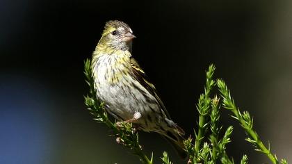 Eurasian Siskin