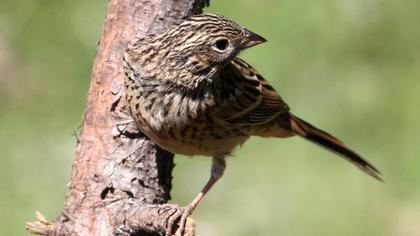 Rock Bunting