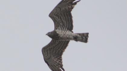 Short-toed Snake Eagle