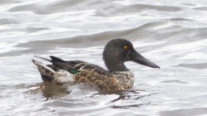 Northern Shoveler