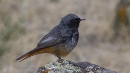 Black Redstart
