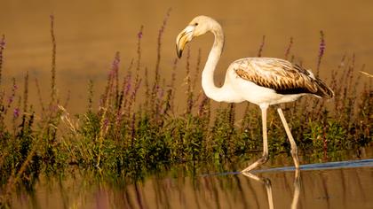 Greater Flamingo