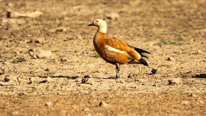 Ruddy Shelduck