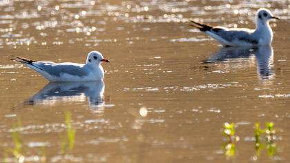 Black-headed Gull