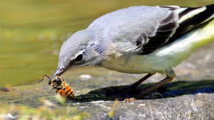 Grey Wagtail