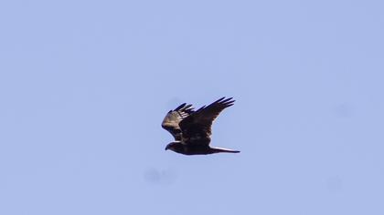 Western Marsh Harrier