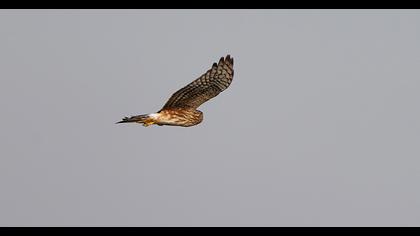 Hen Harrier