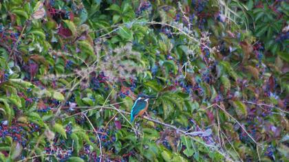 Common Kingfisher
