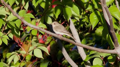 Spotted Flycatcher