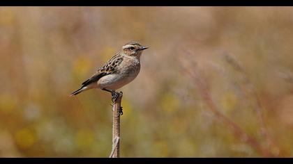 Whinchat