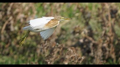 Squacco Heron