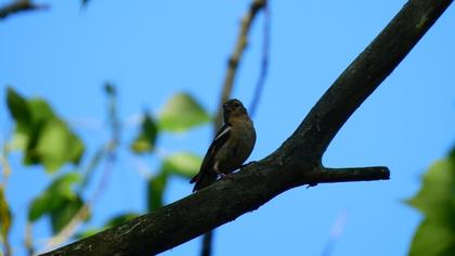 Common Chaffinch
