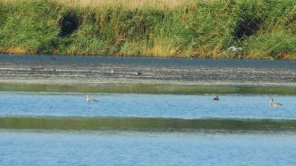 Great Crested Grebe