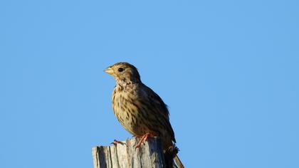 Corn Bunting