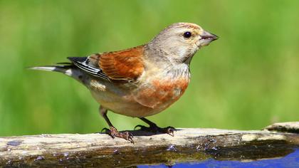 Common Linnet