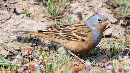 Cretzschmar`s Bunting