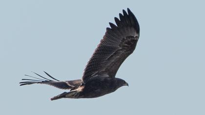 Greater Spotted Eagle