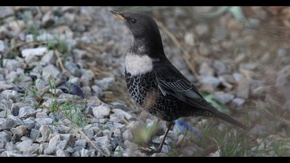 Ring Ouzel