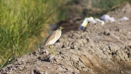 Squacco Heron