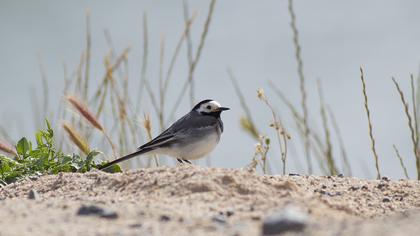 White Wagtail