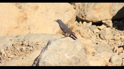 Blue Rock Thrush