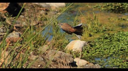 Rock Bunting