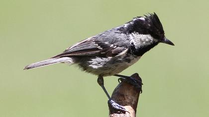 Coal Tit