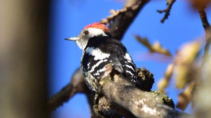 Middle Spotted Woodpecker