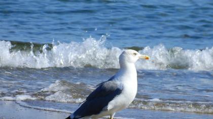 Yellow-legged Gull