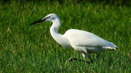 Little Egret