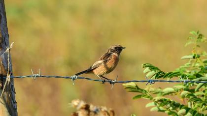 European Stonechat