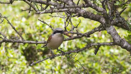 Red-backed Shrike