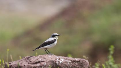 Northern Wheatear