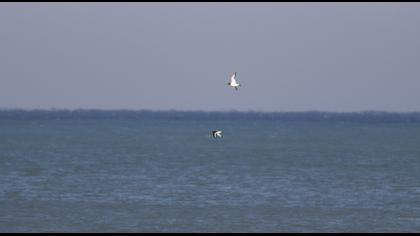 Eurasian Oystercatcher