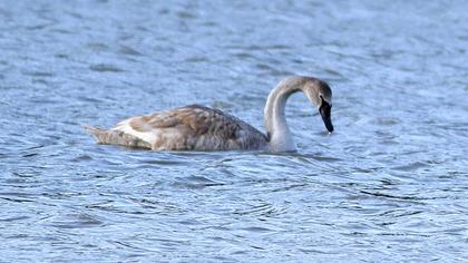 Mute Swan