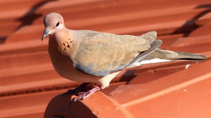 Laughing Dove