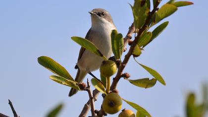 Lesser Whitethroat