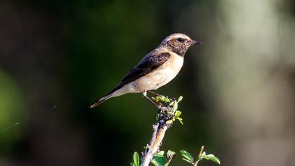 Black-eared Wheatear