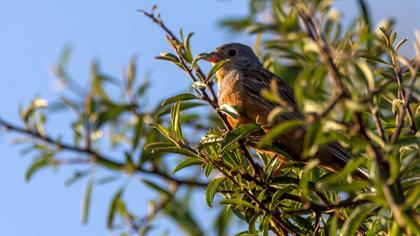 Cretzschmar`s Bunting