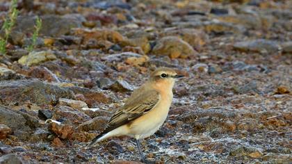 Northern Wheatear
