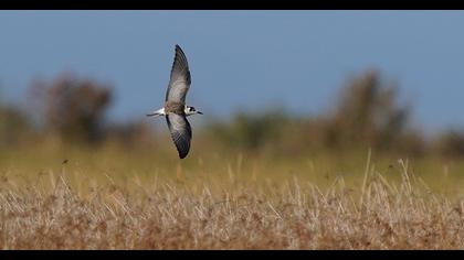 White-winged Tern